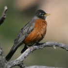 American Robin