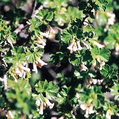 Wax Currant Flower