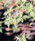 Fernbush